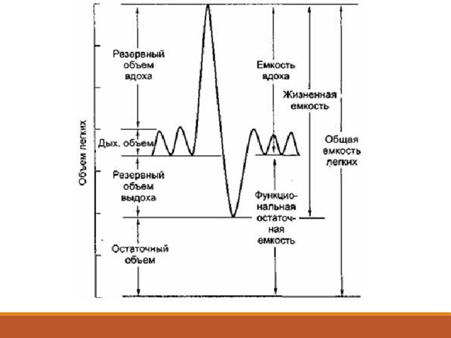 Объем вдоха выдоха. Резервный объем вдоха. Емкость вдоха это. Жизненная емкость легких у животных.