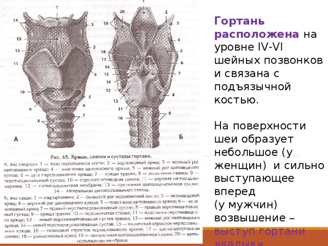 Гортань расположена на уровне IV-VI шейных позвонков и связана с подъязычной костью. На поверхности шеи образует небольшое (у женщин) и сильно выступающее вперед (у мужчин) возвышение – выступ гортани «кадык» 