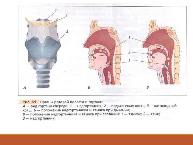 Полость гортани рисунок. Органы ротовой полости и гортани. Органы ротовой полости и гортани при дыхании и глотании. Органы ротовой полости и гортани 8 класс биология. Схема ротовой полости гортани.