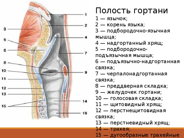 Полость гортани  1 — язычок;  2 — корень языка;  3 — подбородочно-язычная мышца;  4 — надгортанный хрящ;  5 — подбородочно-подъязычная мышца;  6 — подъязычно-надгортанная связка;  7 — черпалонадгортанная связка;  8 — преддверная складка;  9 — желудочек гортани;  10 — голосовая складка;  11 — щитовидный хрящ;  12 — перстнещитовидная связка;  13 — перстневидный хрящ;  14 — трахея;  15 — дугообразные трахейные хрящи;  16 — пищевод  