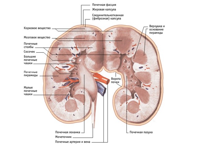 На вогнутом крае расположена почечная. Фиброзная капсула почки анатомия. Фиброзная капсула почки функция. Жировая капсула почки анатомия. Фиксирующий аппарат почки строение.