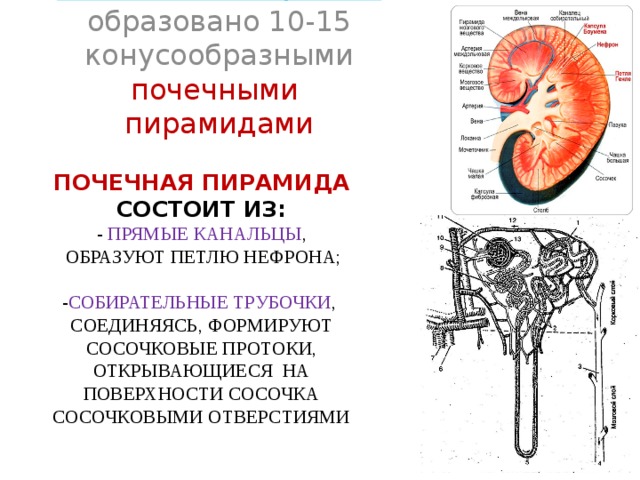 Функции мозгового вещества почки