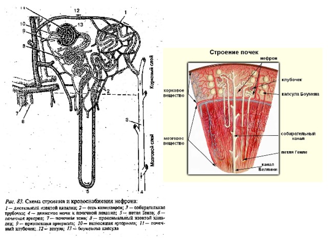 Сделайте обозначения. Строение нефрона почки животного. Строение почки собирательная трубочка. Рис 58 строение нефрона. Строение собирательных трубочек.