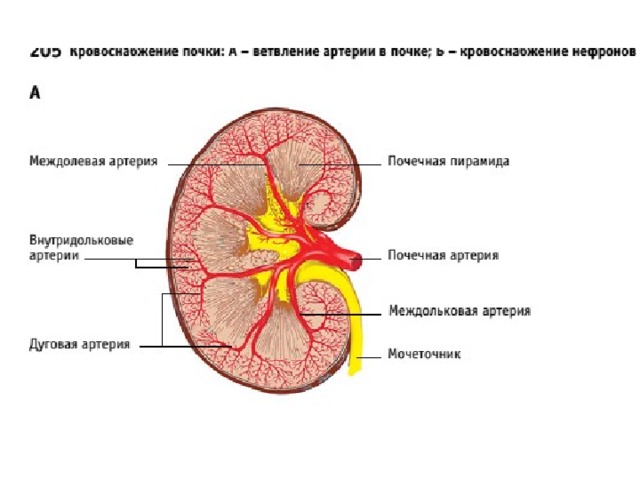 Почечная артерия