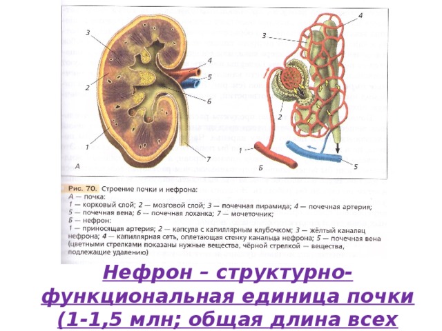 Технологическая карта мочевыделительная система строение и функции