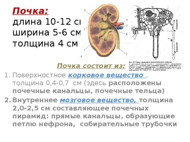 Почечное тельце состоит из