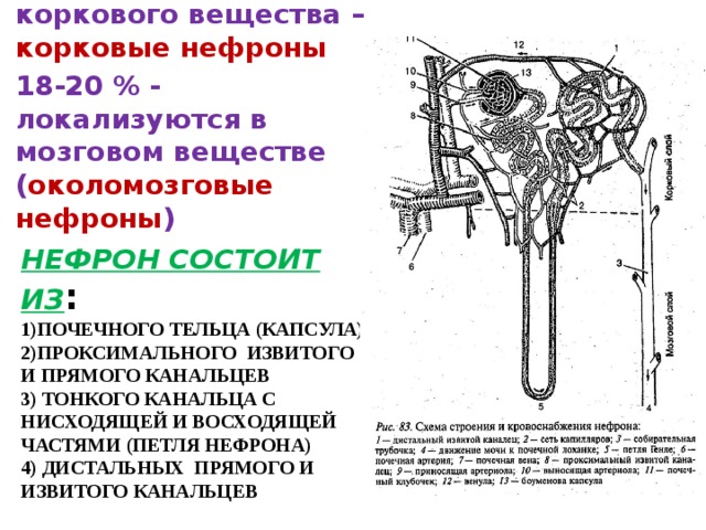 Части вещества. Почечное тельце нефрона состоит. Почечные тельца нефронов располагаются в. Отделы нефрона в корковом веществе. Околомозговые нефроны.