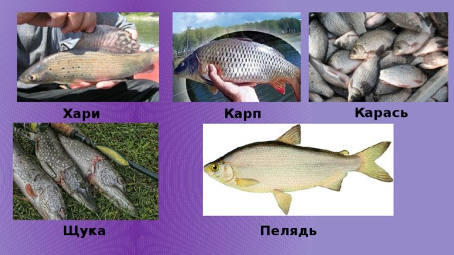 Карась Хариус Карп Щука Пелядь 