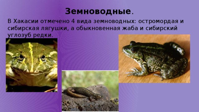 Земноводные . В Хакасии отмечено 4 вида земноводных: остромордая и сибирская лягушки, а обыкновенная жаба и сибирский углозуб редки. 