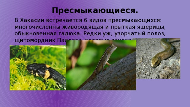 Пресмыкающиеся. В Хакасии встречается 6 видов пресмыкающихся: многочисленны живородящая и прыткая ящерицы, обыкновенная гадюка. Редки уж, узорчатый полоз, щитомордник Палласа, которые занесенны в Красную книгу республики.  