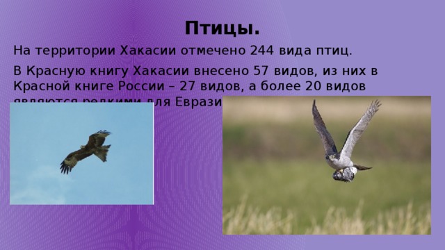 Птицы. На территории Хакасии отмечено 244 вида птиц. В Красную книгу Хакасии внесено 57 видов, из них в Красной книге России – 27 видов, а более 20 видов являются редкими для Евразии. 
