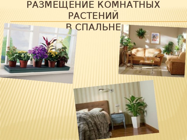 Размещение комнатных растений  в спальне 