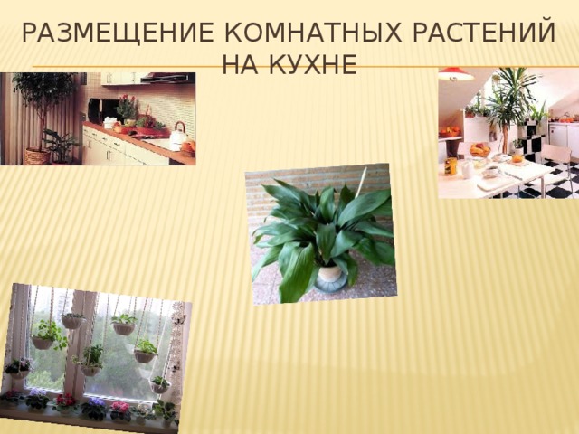 Размещение комнатных растений  на кухне 