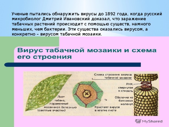 Ученые пытались обнаружить вирусы до 1892 года, когда русский микробиолог Дмитрий Ивановский доказал, что заражение табачных растений происходит с помощью существ, намного меньших, чем бактерии. Эти существа оказались вирусом, а конкретно – вирусом табачной мозаики. 