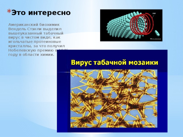 Это интересно Американский биохимик Вендель Стэнли выделил вышеуказанный табачный вирус в чистом виде, как игольчатые протеиновые кристаллы, за что получил Нобелевскую премию в 1946 году в области химии.  