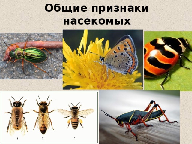 Главные признаки насекомых 2 класс. Основной признак насекомых. Насекомые признаки насекомых. Отличительные особенности насекомых. Общие признаки всех насекомых.