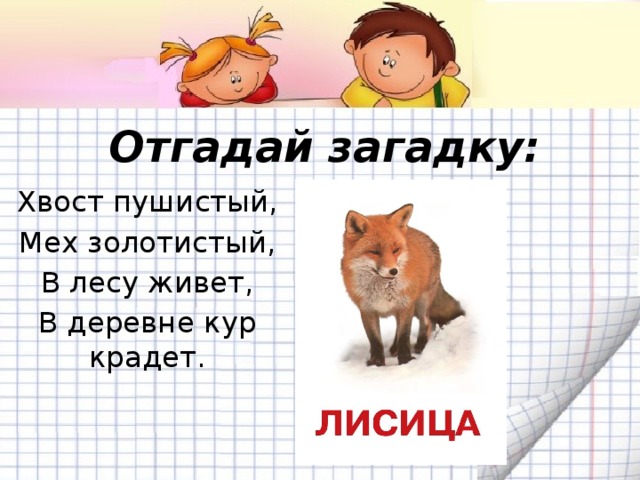 Загадка хвост. Загадки с хвостом. Загадка про хвост для детей. Загадка хвост пушистый мех золотистый в лесу живёт. Загадки про хвосты животных.