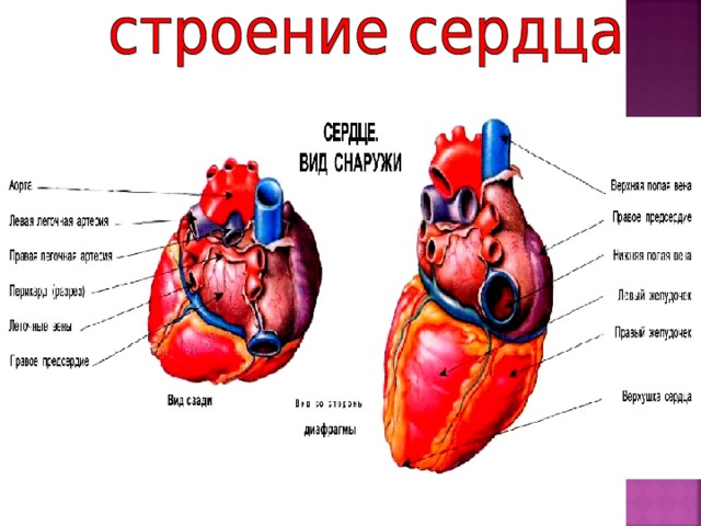 Какое сердце подскажет. Строение сердца снаружи и спереди. Строение сердца человека.