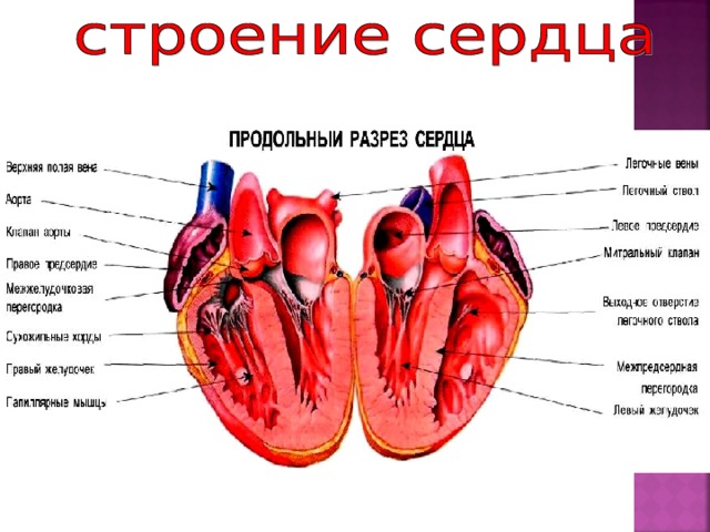 Левая и правая части сердца. Схема строения сердца продольный разрез. Строение сердца продольный срез.