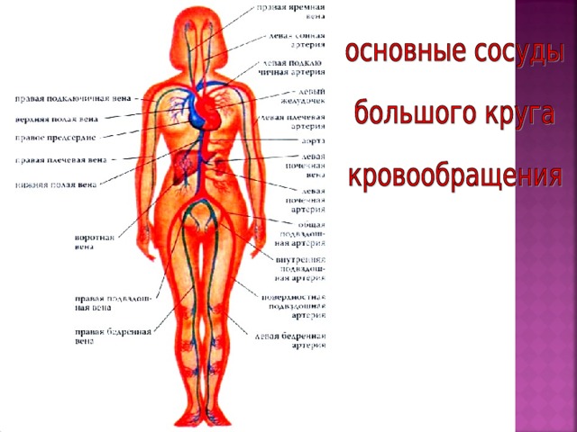 Главные артерии человека схема расположения