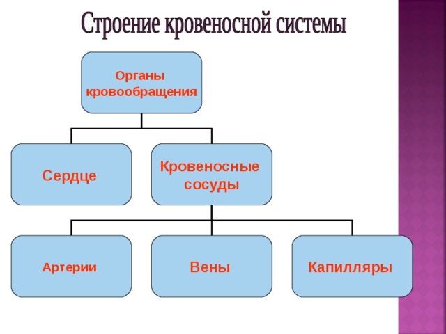 Органы кровообращения строение и работа