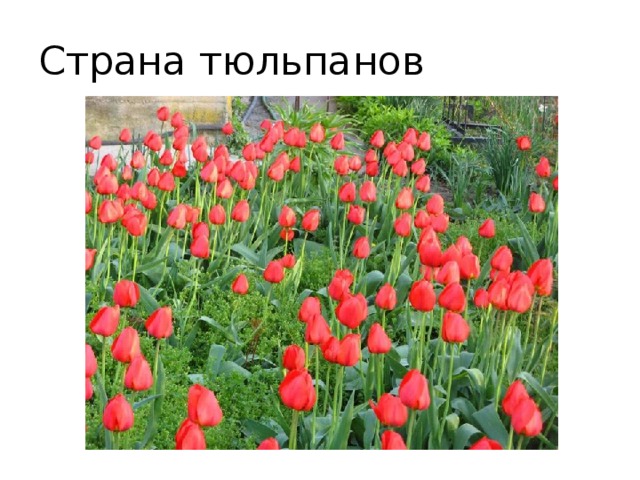 Страна тюльпанов 