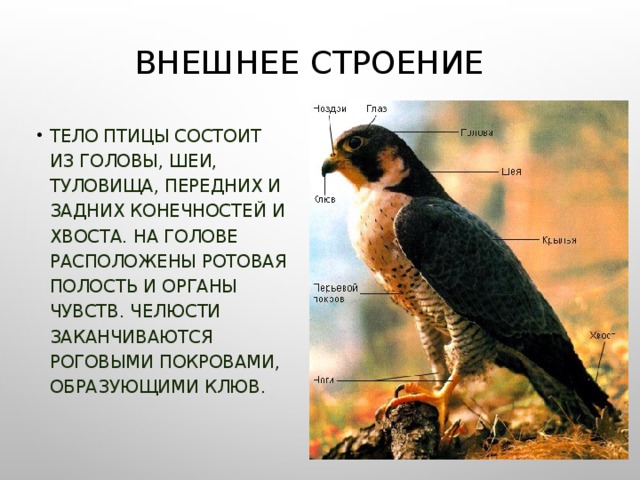 Органы расположенные на голове и туловище у птиц. Тип Хордовые класс птицы. Какие органы расположены на голове птицы. Роговые покровы птиц.