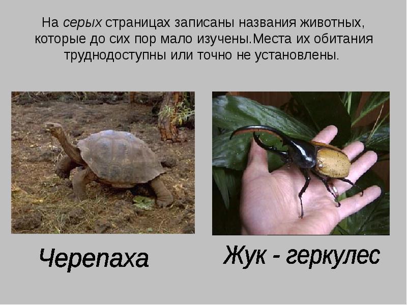 Серые животные список