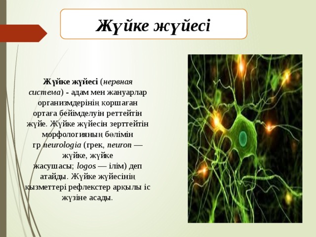 Нейронның құрылысы. Жүйке жүйе дегеніміз не. Нейрон жасушасы. Жүйке жүйесі перевод. Жүйке жүйесіне не кіреді.