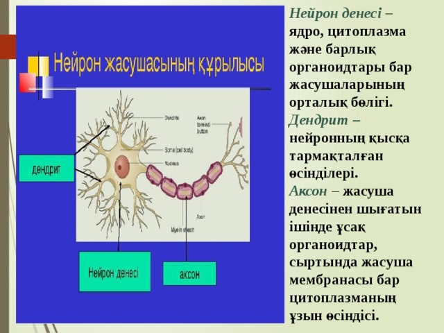 Нейрон фарма. Цитоплазма нейрона. Цитоплазма нейрона содержит ионы. Нейрон как персонаж. Скин нейрона ГД.