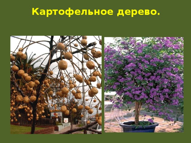 Картофельное дерево фото