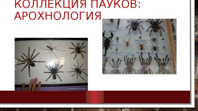 Коллекция пауков: арохнология 