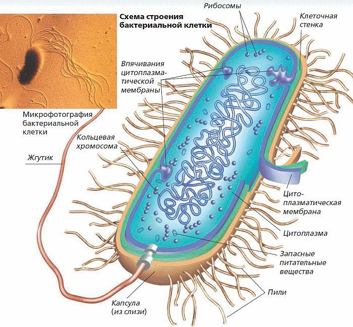 Нарисовать бактериальную клетку