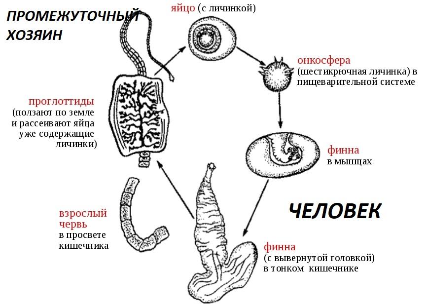 Ленточные жизненный цикл. Цикл развития бычьего цепня биология 7. Жизненный цикл свиного цепня биология. Бычий цепень жизненный цикл схема. Схема цикла развития ленточного червя.