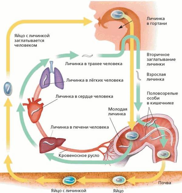 Заполните таблицу характеристика человеческой аскариды