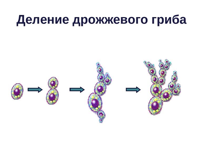 На рисунке представлены дрожжи какое свойство живых организмов