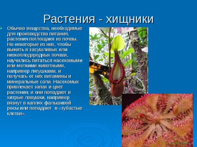 Плотоядное питание. Хищные растения биология 6 класс. Хищные растения 5 класс биология. Растения хищники информация. Сообщение растения хищники.