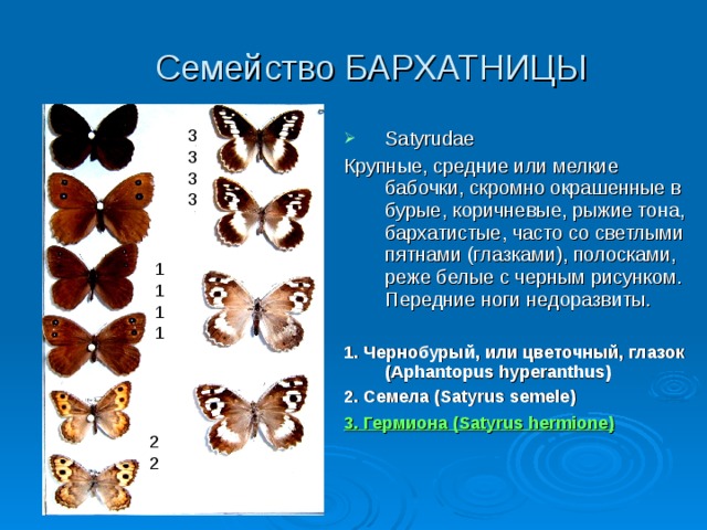 Семейство БАРХАТНИЦЫ 3333 Satyrudae Крупные, средние или мелкие бабочки, скромно окрашенные в бурые, коричневые, рыжие тона, бархатистые, часто со светлыми пятнами (глазками), полосками, реже белые с черным рисунком. Передние ноги недоразвиты. 1. Чернобурый, или цветочный, глазок (Aphantopus hyperanthus) 2. Семела (Satyrus semele) 3. Гермиона (Satyrus hermione)   1 1111 22 