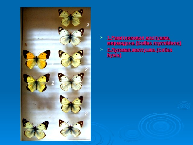2 1.Ракитниковая желтушка, мирмидона (Colias myrmidone) 2.Луговая желтушка (Colias hyale) 1 1 2 2 2 