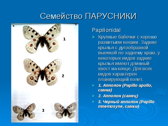Семейство ПАРУСНИКИ Papilionidal Крупные бабочки с хорошо развитыми ногами. Задние крылья с дугообразной выемкой по заднему краю, у некоторых видов задние крылья имеют длинный хвост на конце. Для всех видов характерен планирующий полет. 1. Апполон (Papillo apollo, самка) 2. Апполон (самец) 3. Черный апполон (Papillo mnemosyne, самки) 1 1 2 2 3 