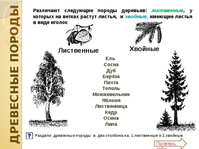 Юные деревья всех пород ель и сосна осина и береза растут дружно и тесно схема