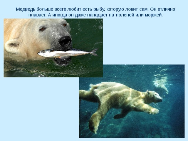 Медведь больше всего любит есть рыбу, которую ловит сам. Он отлично плавает. А иногда он даже нападает на тюленей или моржей. 