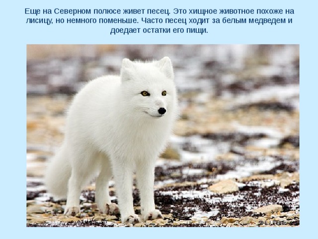 Еще на Северном полюсе живет песец. Это хищное животное похоже на лисицу, но немного поменьше. Часто песец ходит за белым медведем и доедает остатки его пищи. 