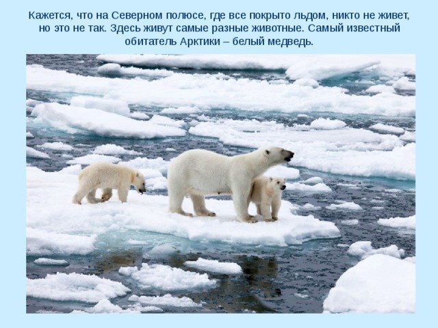 Кажется, что на Северном полюсе, где все покрыто льдом, никто не живет, но это не так. Здесь живут самые разные животные. Самый известный обитатель Арктики – белый медведь. 