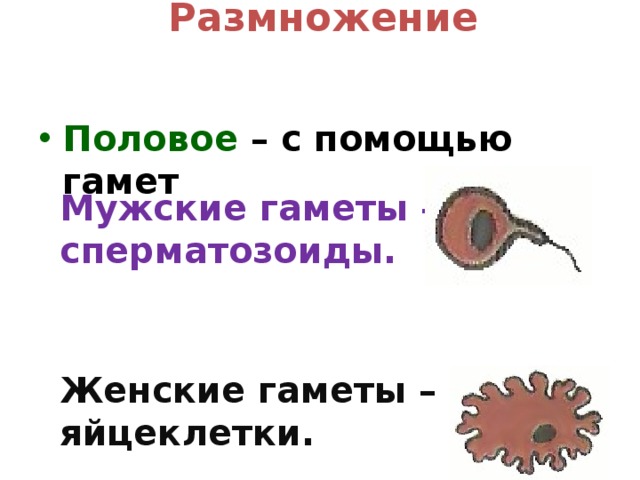 Формирование мужских гамет. Женская гамета. Яйцеклетки женские гаметы. Половое размножение гаметы. Половое размножение яйцеклетка.