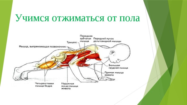 Отжимания какие мышцы работают