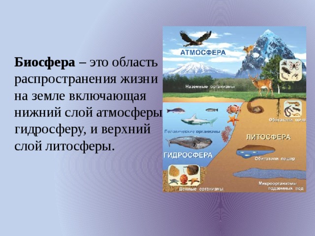 Биосфера охватывает верхнюю часть. Биосфера. Область распространения жизни на земле. Область распространения биосферы.