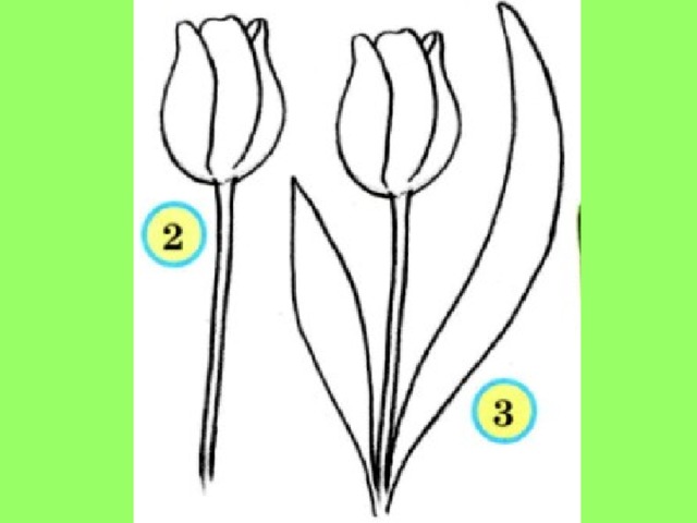 Поэтапное рисование тюльпанов 3 класс презентация