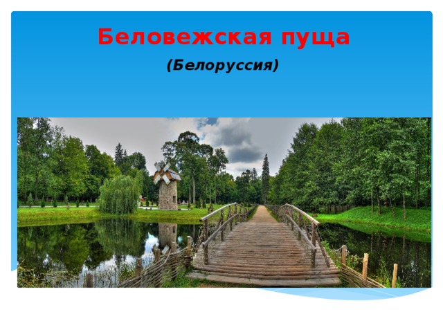 Беловежская пуща (Белоруссия) 