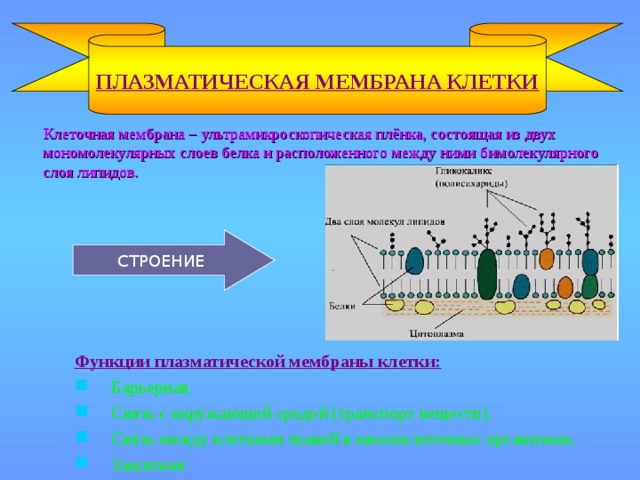 ПЛАЗМАТИЧЕСКАЯ МЕМБРАНА КЛЕТКИ  Клеточная мембрана – ультрамикроскопическая плёнка, состоящая из двух мономолекулярных слоев белка и расположенного между ними бимолекулярного слоя липидов. СТРОЕНИЕ Функции плазматической мембраны клетки: Барьерная. Связь с окружающей средой (транспорт веществ). Связь между клетками тканей в многоклеточных организмах. Защитная.  